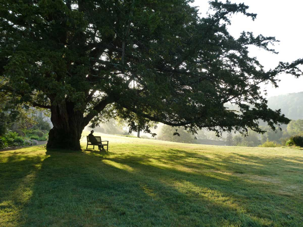 Join our Mindful-in-Nature mindfulness retreat for anxiety & low mood at Sharpham, Totnes, Devon