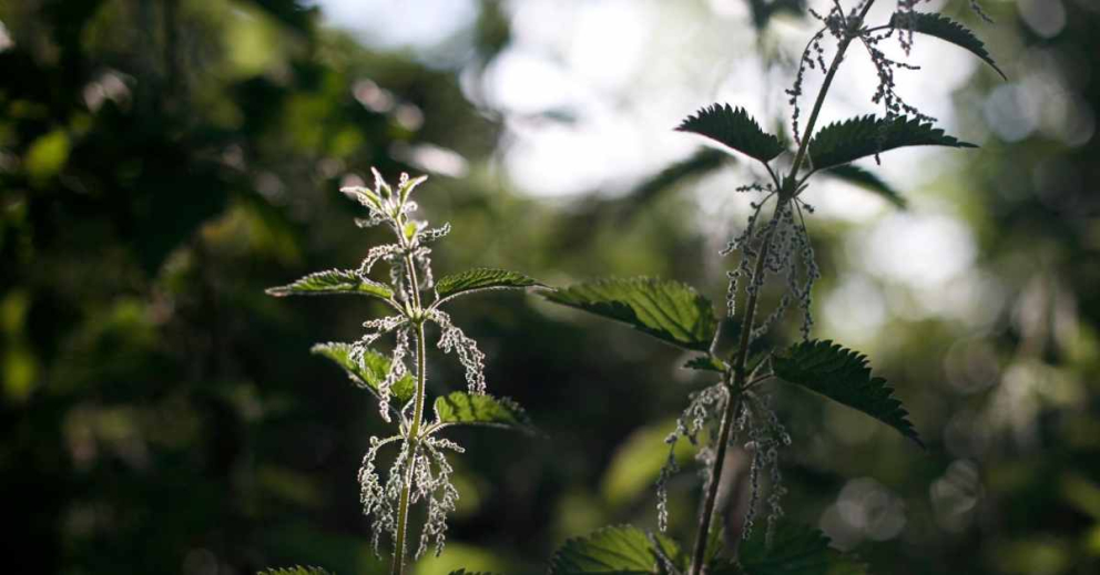 Nettle seeds foraged by our resident forager Brigit-Anna McNeill