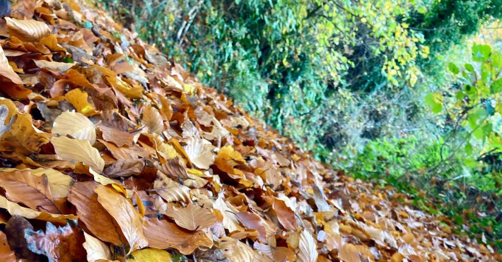 The Sharpham Trust in autumn - with brown beech leaves carpeting the path