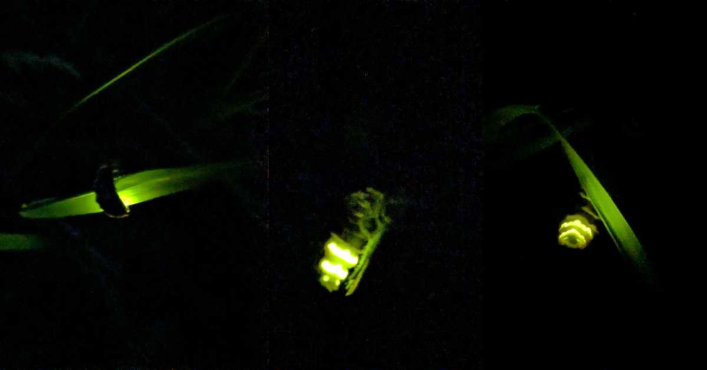 Glow worms doing their illuminating thing close to The Barn retreat centre on the Sharpham Estate