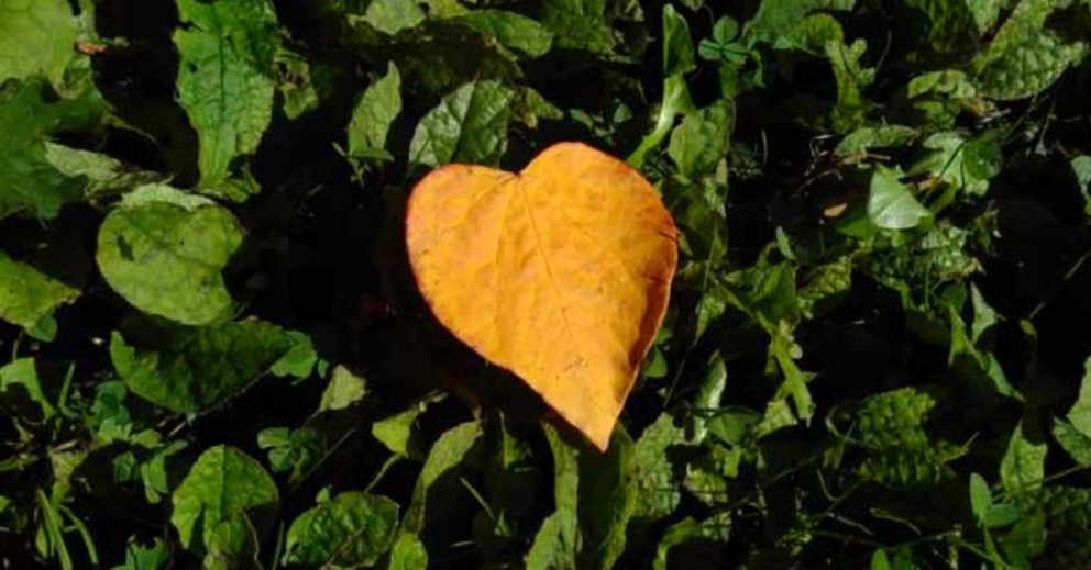 Image of orange heart-shaped Forest Pansy leaf at The Sharpham Trust to illustrate our Metta Loving Kindness Dharma Pathway meditation retreats