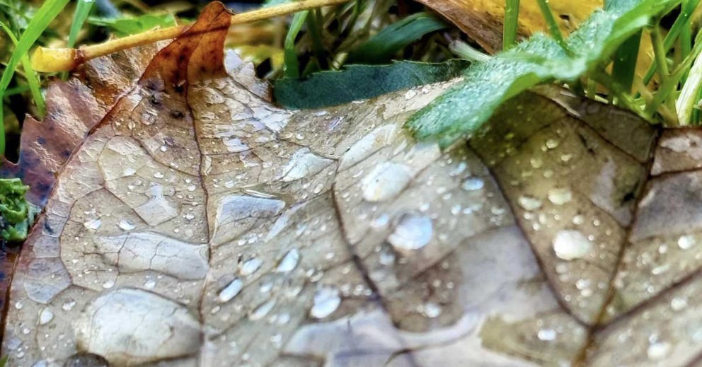 droplets on leaves to illustrate the digital detox mindfulness retreat at The Sharpham Trust