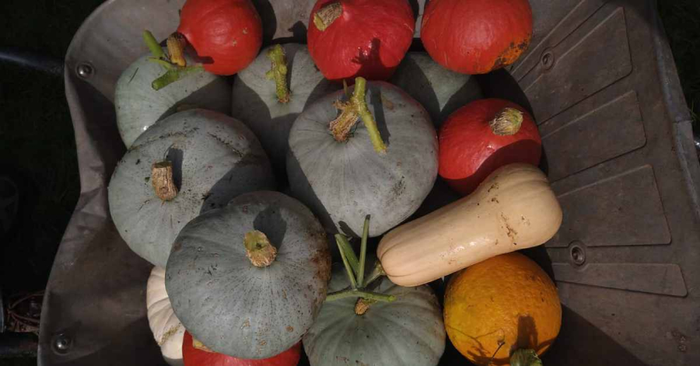 Squash and pumpkin harvest at The Barn meditation centre at the Sharpham Trust