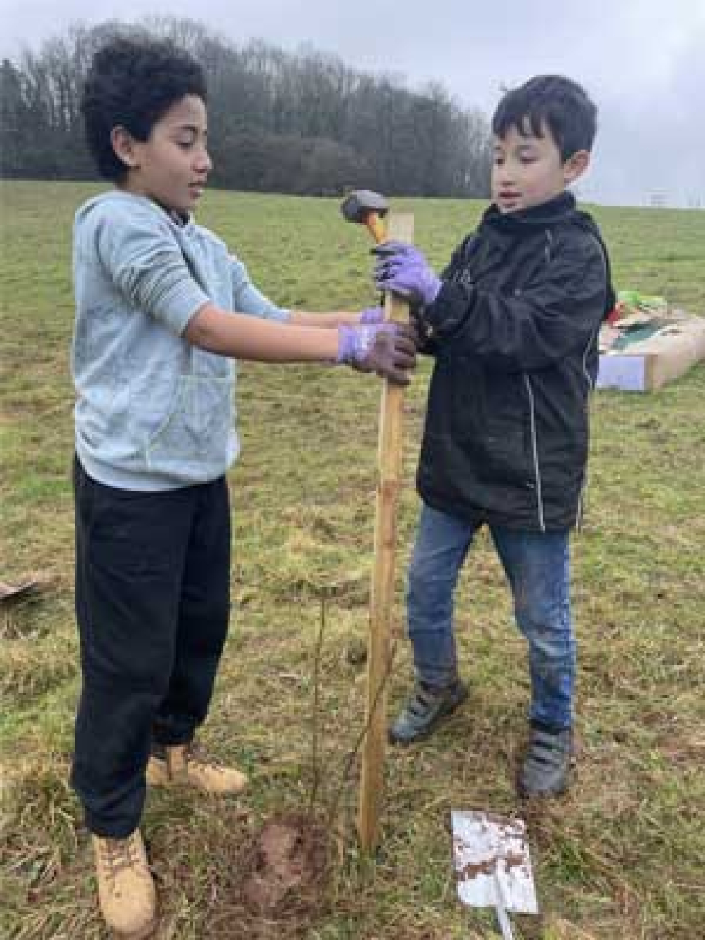 Grove School children plant trees at The Sharpham Estate