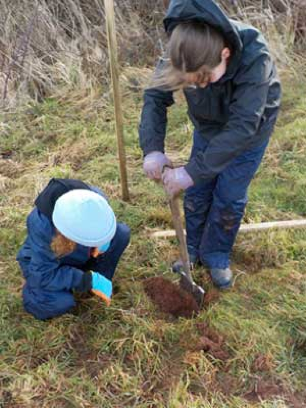 Grove School children plant trees at The Sharpham Estate