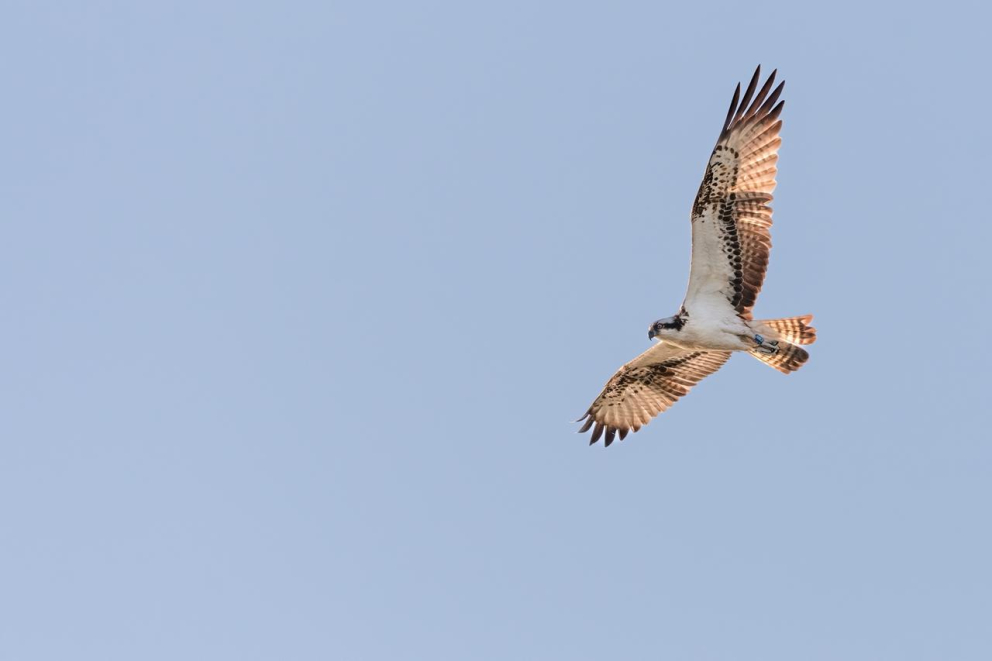 The view from one of the osprey nests on Sharpham Estate