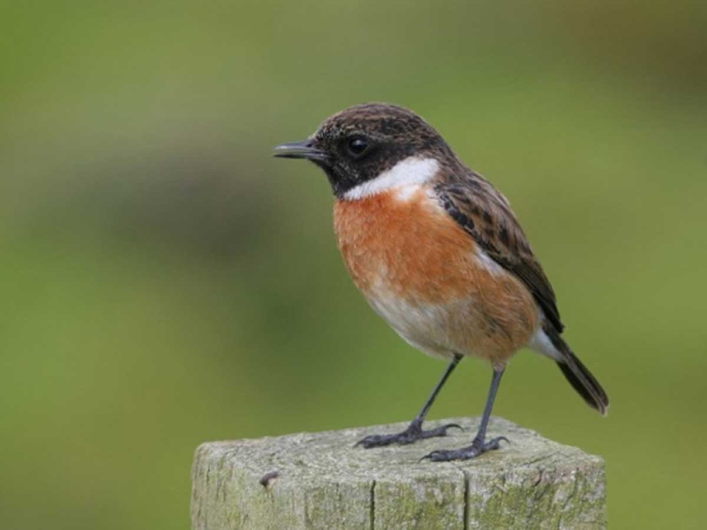 A stonechat on rewilding land at Sharpham